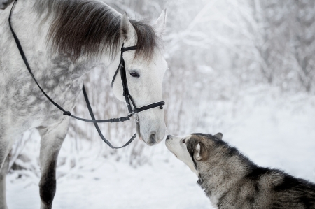 Friends - caine, cal, dog, horse, husky, iarna, kiss, malamut, svetlana pisareva, winter