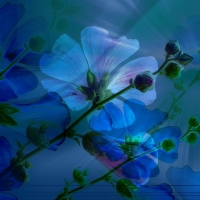 blue flowers