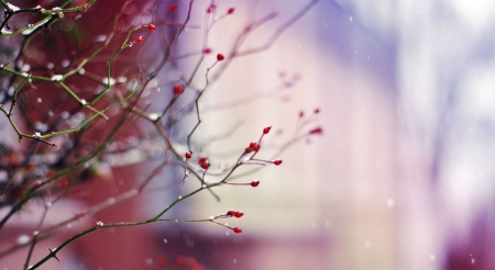 Rosehip - berries, wallpape, close-up, winter, rosehip, nature, photography, snow