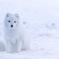 Arctic fox