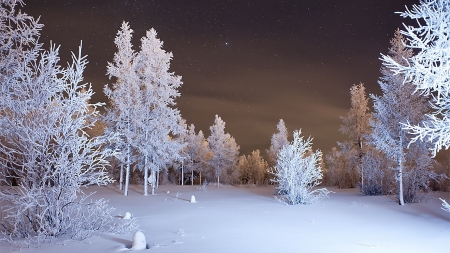 Winter Forest - pretty, trees, white, winter, cold, snow, night, forest