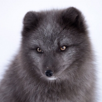 Black arctic fox