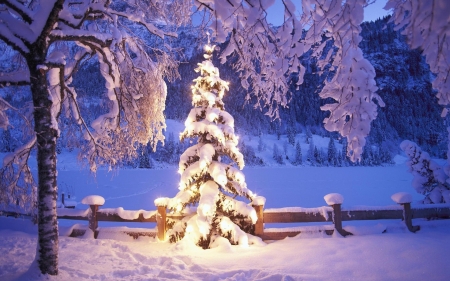 Christmas tree - fence, light, snow, trees, fir