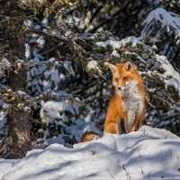 Fox