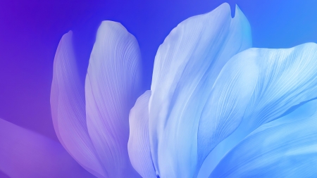 Abstract - abstract, blue, luminos, petals, pink, texture