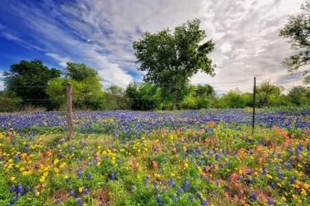 Wild flowers - flower, love, nature, wild