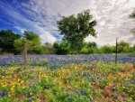 Wild flowers