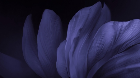 Abstract - abstract, black, blue, petals, texture
