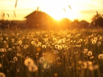 Golden sunset over a warm farm field, with dandelions in the foreground