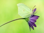 Butterfly on the flower