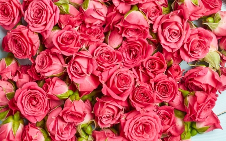 Roses - flower, pink, rose, texture, trandafir