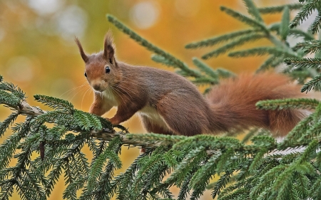 Squirrel - animal, branch, squirrel, tree