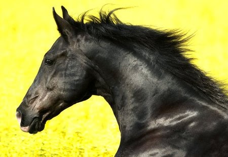 Horse - cavalo, horse, animals