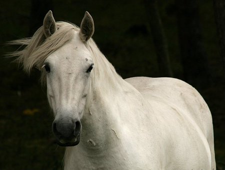 Hi !? - horse, cavalo, animals