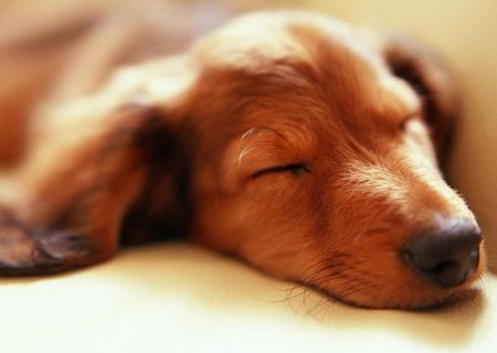 Puppy sleeping - dog, puppy, cachorro, animals