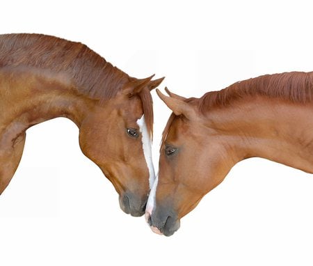 Horse's love - cavalo, horse, animals