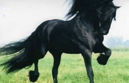 Black Friesian - cavalo, horse, animals