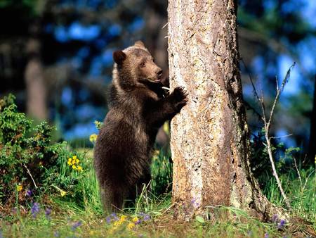 bear hug - tree, cub, grizzly