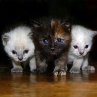 Kitty Trio