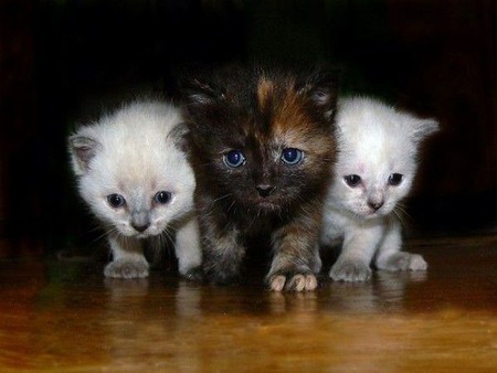 Kitty Trio - cats, kittens, animals, photography