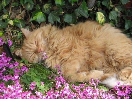 Comfy in the Flowers - photography, cats, kittens, animals