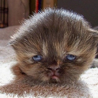 Cute Little Kitty
