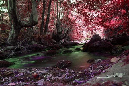 NATURE'S BEAUTY - stream, stones, rocks, jungle