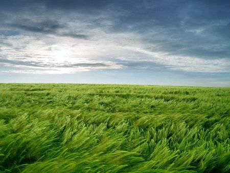 GREEN OCEAN - windy, fields, skies, grass