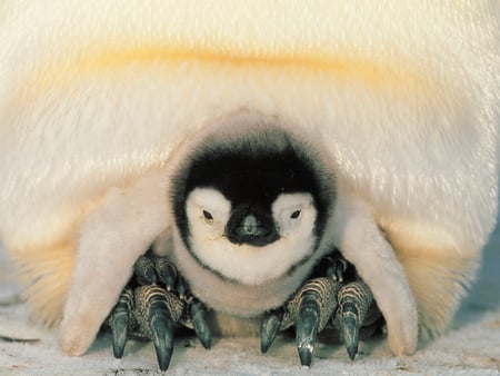 Safe and warm - emperor penguin, cold, snow, chick, baby, penguin