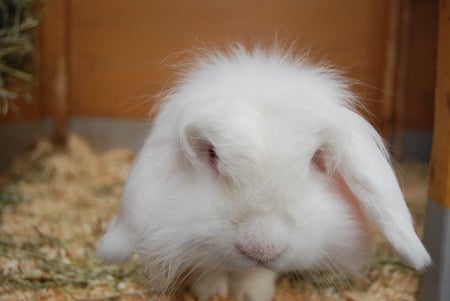 Gandalf approaching - white, red eyes, long ears, rabbit, fluffy, albino, bunny, cute