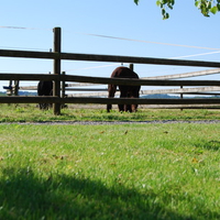 Alpacas grazing