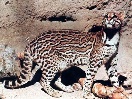 this is a ocelot - zoo, wildcat