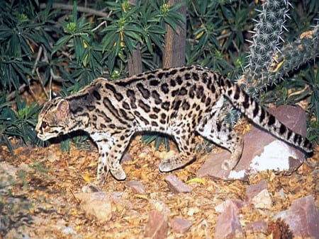 margay - wild cat, south american