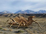 Camel-Spider