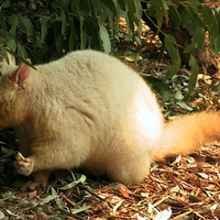 golden possum