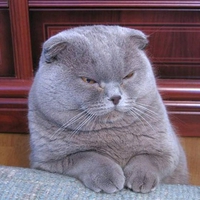A Very Serious Kitty
