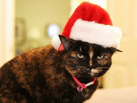 Another Santa's Helper - cats, kittens, animals, photography