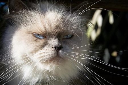 Blue Point Himalayan - himalayans, blue points, kittens, photography, animals, cats