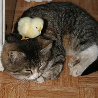 Chick and Kitty