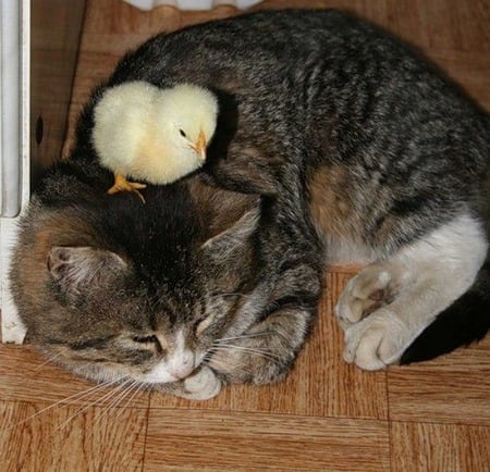 Chick and Kitty - photography, animals, kittens, cats, baby chicks