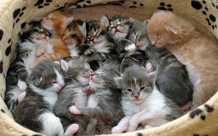 Oodles 'O Kittens - animals, kittens, cats, photography