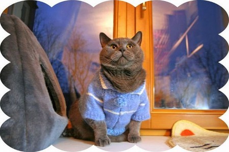 Cool Blue Sweater - cats, animals, photography, kittens, blue