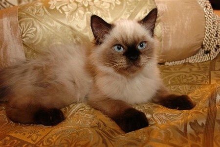 Beautiful Himalayan Kitten - animals, kittens, cats, photography