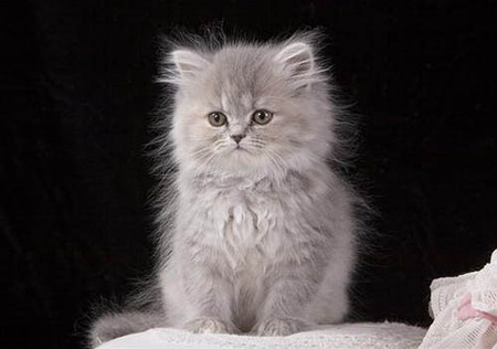 Cute and Fuzzy - animals, kittens, cats, photography