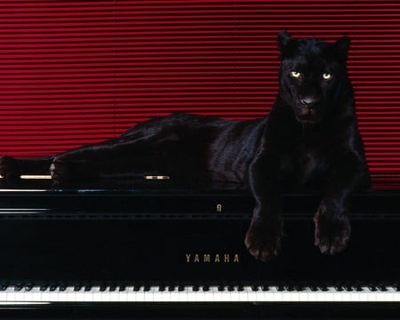 panther - piano, black, red