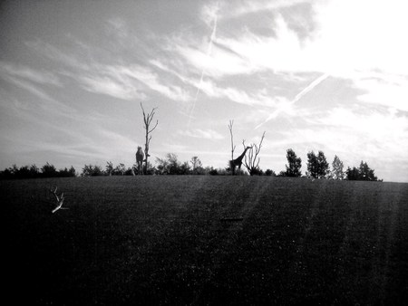 Wild Terrain  - abstract, beatiful, trees, forrest, animals