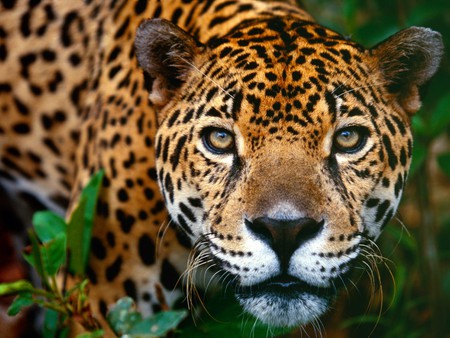 Jaguar - brasil, jaguar