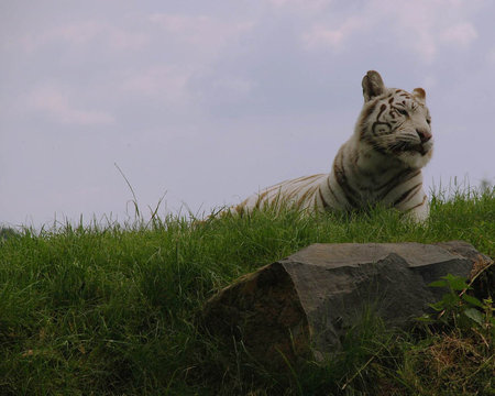 safari tiger - white, tiger, safari