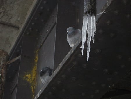 Thames River, Windsor England - ice, bird, snow