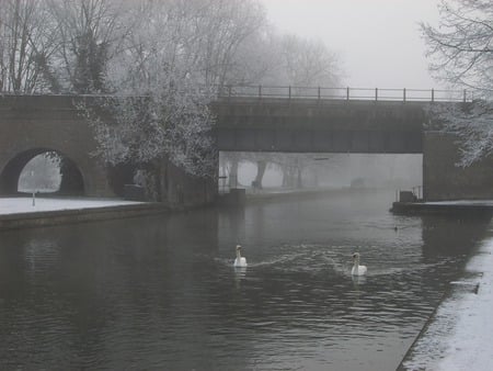 Thames River, Windsor England - snow, ice, swan